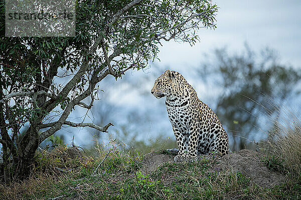 Das Seitenprofil eines Leoparden  Panthera pardus  der auf einem Hügel sitzt.