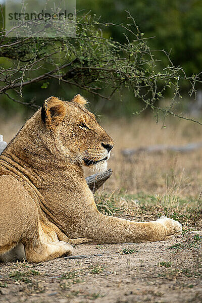 Eine Löwin  Panthera Leo  legt sich hin und schaut nach rechts.