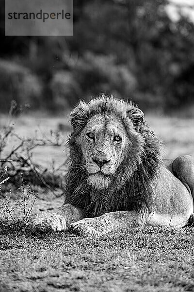 Ein männlicher Löwe  Panthera leo  legt sich auf Gras.
