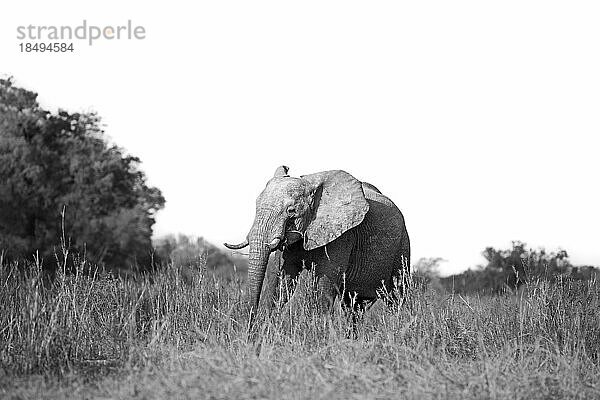 Ein Elefant  Loxodonta Africana  läuft durch langes Gras  in Schwarz und Weiß.