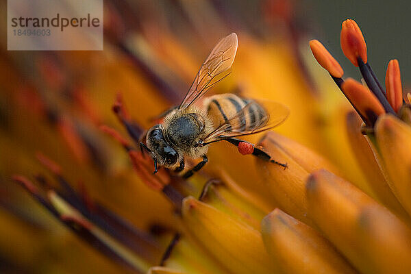 Eine Biene  Anthophila  sammelt Pollen von einer Aloe-Blume.
