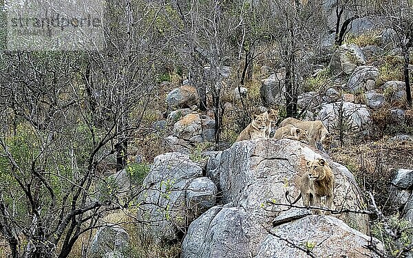 Ein Löwenrudel  Panthera leo  läuft auf Felsen.