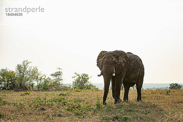 Ein Elefantenbulle  Loxodonta Africana  läuft durch kurzes Gras.