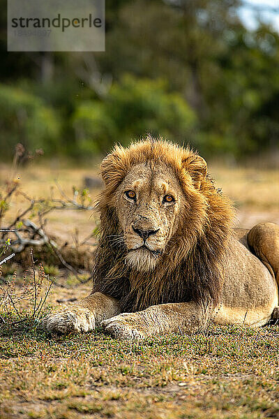Ein männlicher Löwe  Panthera leo  legt sich auf Gras.