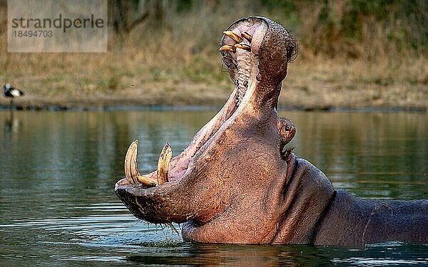 Ein Nilpferd  Hippopotamus amphibius  gähnt in einem Damm.