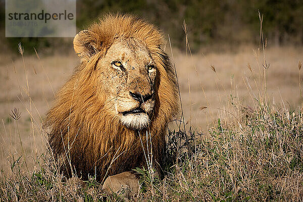 Ein männlicher Löwe  Panthera leo  legt sich auf einen Hügel.