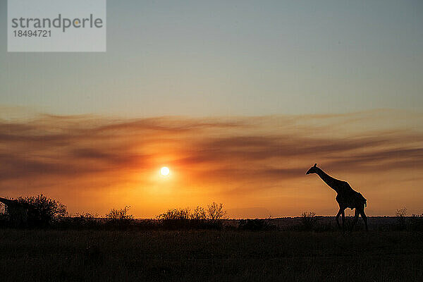 Eine Silhouette einer Giraffe  Giraffa  Sonnenuntergangshintergrund.