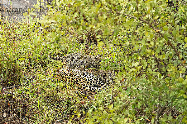 Eine Leopardin und ihre beiden Jungen  Panthera pardus  liegen zusammen im Gras.