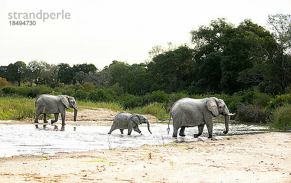 Elefanten  Loxodonta Africana  überqueren ein Flussbett.