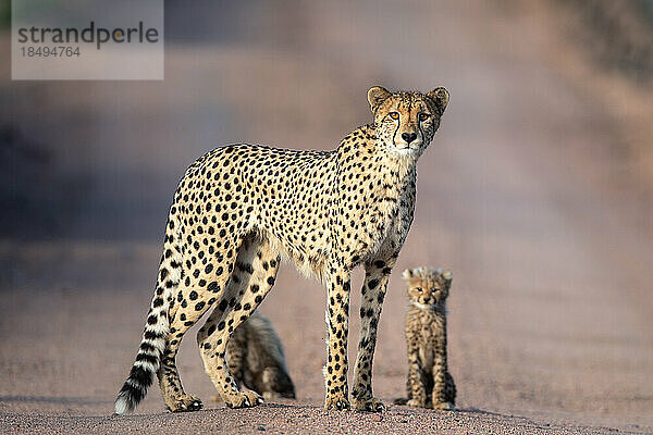 Ein Gepard und ein Junges  Acinonyx jubatus  stehen zusammen und blicken direkt.