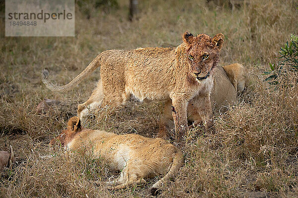 Löwenbabys  Panthera leo  mit blutüberströmten Gesichtern nach dem Fressen.