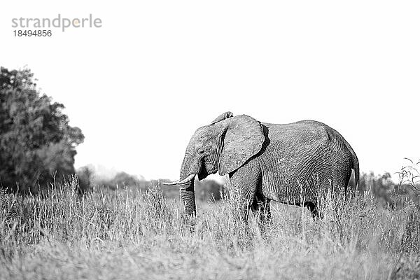 Ein Elefant  Loxodonta Africana  läuft durch langes Gras.