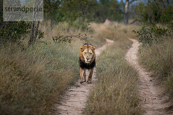 Ein männlicher Löwe  Panthera leo  geht eine Straße entlang.