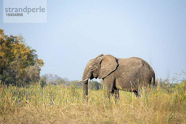 Ein Elefant  Loxodonta Africana  läuft durch langes Gras  in Schwarz und Weiß.