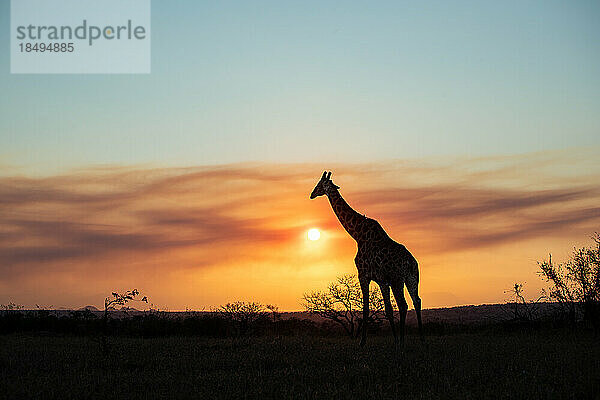 Eine Silhouette einer Giraffe  Giraffa  Sonnenuntergangshintergrund.