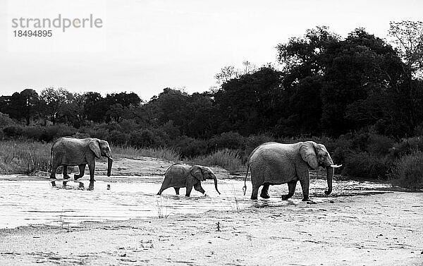 Drei Elefanten  Loxodonta Africana  überqueren ein Flussbett  in Schwarz und Weiß.