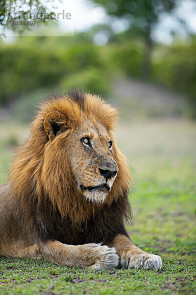 Nahaufnahme eines männlichen Löwen  Panthera leo  direkter Blick.