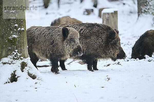 Wildschwein (Sus scrofa) in einem Wald im Winter  Schnee  Bayern  Deutschland  Europa