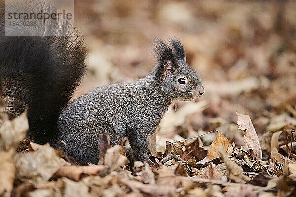 Europäisches Eichhörnchen (Sciurus vulgaris) am Boden in einem Wald  Bayern  Deutschland  Europa