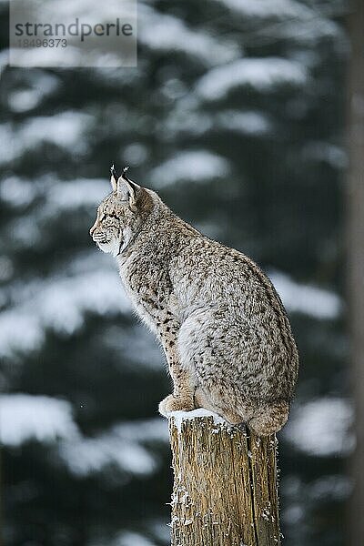 Europäischer Luchs (Lynx lynx) auf einem Baumstamm  Wald  Bayern  Deutschland  Europa