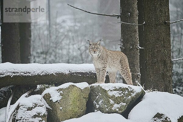 Europäischer Luchs (Lynx lynx) im Schnee stehend  Wald  Bayern  Deutschland  Europa