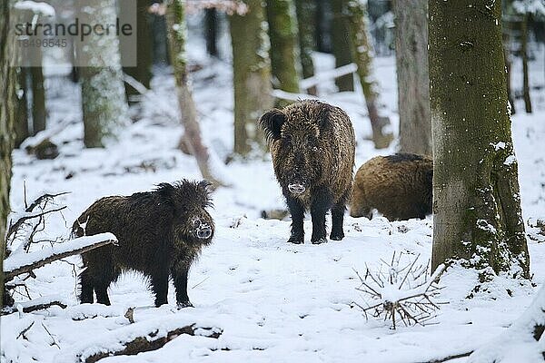 Wildschwein (Sus scrofa) in einem Wald im Winter  Schnee  Bayern  Deutschland  Europa