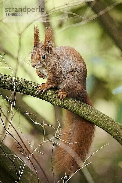 Europäisches Eichhörnchen (Sciurus vulgaris) auf einem Baum  Bayern  Gernany