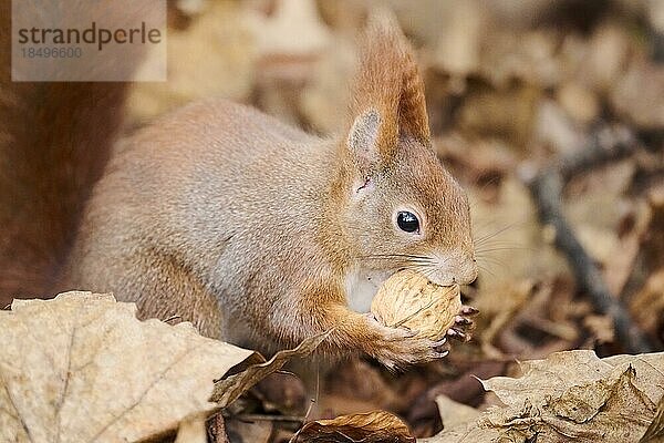 Europäisches Eichhörnchen (Sciurus vulgaris) am Boden in einem Wald  Bayern  Deutschland  Europa
