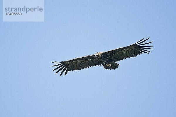 Mönchsgeier (Aegypius monachus)  fliegend  Extremadura  Spanien  Europa