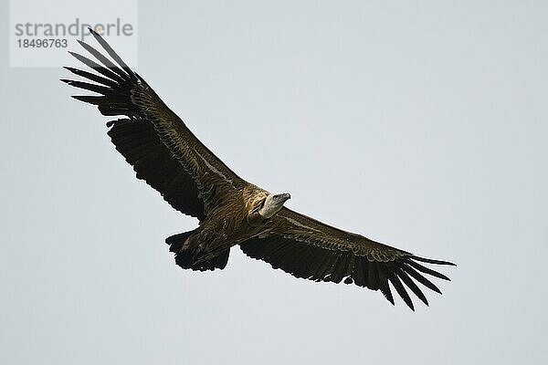 Gänsegeier (Gyps fulvus)  fliegend  Nationalpark Monfragüe  Spanien  Europa