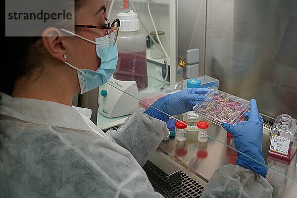 Forschung zu chronischen bakteriellen Infektionen innerhalb von Inserm. Doktorand  der sich mit Brucellose-Bakterien beschäftigt.