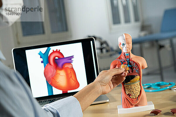 Anatomische Schaufensterpuppe zum Erlernen menschlicher Organe