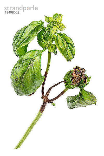Symptome von Botrytis cinerea: braune Flecken auf Blättern und Stielen von Basilikum.