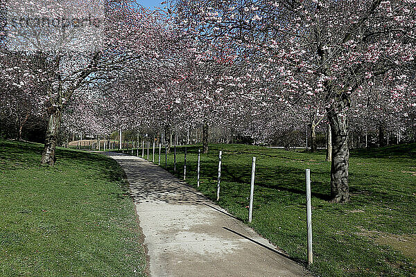 Kirschblüten in einem Park in Paris  Ile de France  Frankreich.