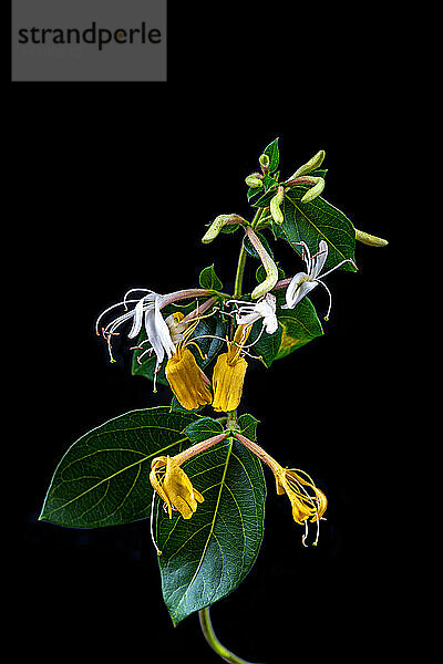 Geißblatt (Lonicera periclymenum) Zweig in voller Blüte  harter schwarzer Hintergrundausschnitt.