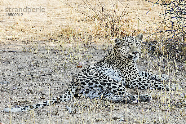 Leopard entspannt sich im Okonjima Nature Reserve  Namibia  Afrika
