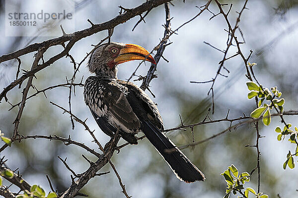 Tukan-Vogel hockt auf einem Ast  Namibia  Afrika