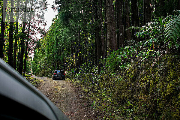 Ein Auto überquert eine Straße durch einen Wald auf den Azoren