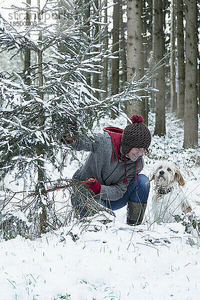 Frau schneidet einen Weihnachtsbaum im verschneiten Wald im Winter  Bayern  Deutschland