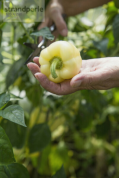 Ältere Frau erntet frische Paprika  Altötting  Bayern  Deutschland