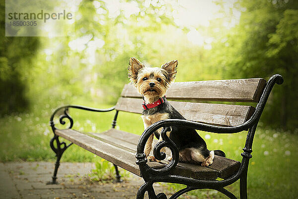 Yorkshire Terrier sitzt auf einer Bank im Schlossgarten.