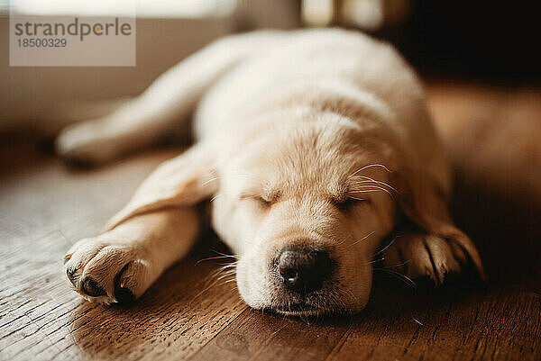 Schlafender Labrador-Welpe