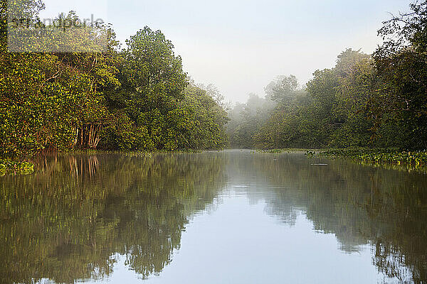 Regenwald am Ufer des Flusses Orinoco  Orinoco-Delta  Venezuela