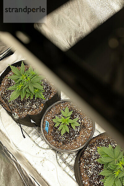 Draufsicht auf selbst angebaute Cannabispflanzen.
