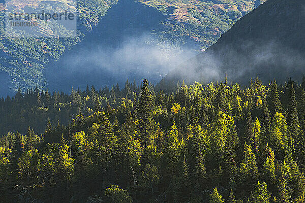 Eine einsame Fichte erhebt sich über den Wald  während darüber in Alaska Nebel rollt