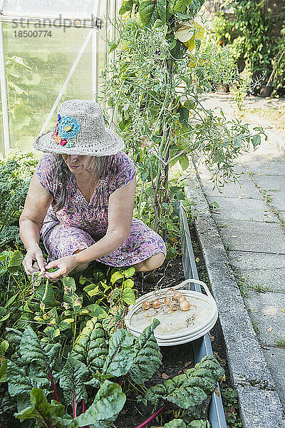 Ältere Frau erntet Zwiebeln und Bohnen im Garten  Altötting  Bayern  Deutschland