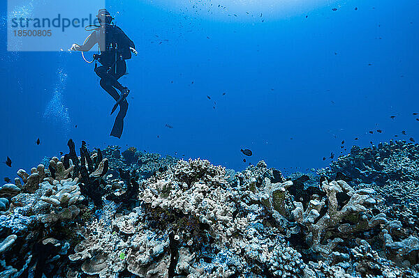 Taucher erkundet ein Korallenriff in der Bandasee