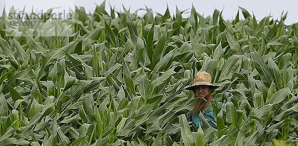 Ein Amish-Mann geht durch ein Maisfeld.
