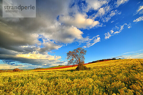 Wachsendes Rapsfeld im Frühling