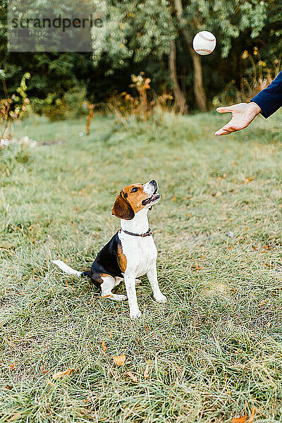 Im Herbst mit einem Beagle im Park spazieren gehen und spielen